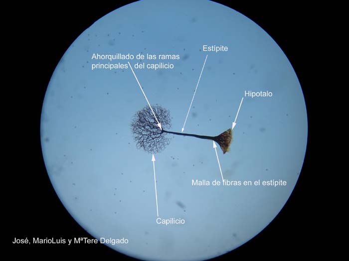 Comatricha elegans detalle al microscopio